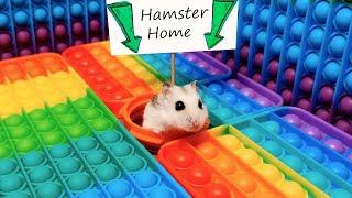  Hamster Escapes the Pop It Maze for Pets in real life 