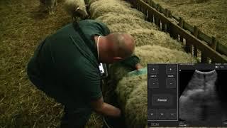 ULTRASOUND SCANNER IMAGO FOR SHEEPS