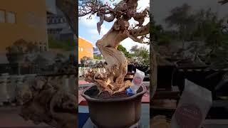 inspirasi bonsai indonesia #pamnas #belajarbonsai #bonsaiindonesia #pameranbonsai #bonsaippbi