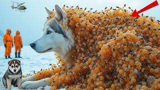 Alaskan Malamute Covered in Millions of Barnacles & Parasites Rescued by Heroic Team| Animal rescue