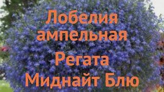 Лобелия ампельная Миднайт Блю  лобелия Миднайт Блю обзор: как сажать семена лобелии Миднайт Блю