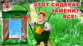 ОДИН СИДЕРАТ ЗАМЕНИТ ВСЕ.ЕГО ЛЮБЯТ ЛЮБЫЕ РАСТЕНИЯ.ПОСЕВ В АВГУСТЕ-СЕНТЯБРЕ.ПОЧВА РЫХЛАЯ,ПЛОДОРОДНАЯ