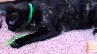 Cat vs squeaky mouse!!!!