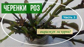 Мои растишки/Черенки роз часть 3/ Вырастут ли корни