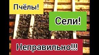 Что делать клуб сел сзади? Почему пчёлы не правильно садятся? Пчелиное ложе что это?