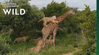 Rare Video Shows Lion Pride Try to Slay a Full-Grown Giraffe | Nat Geo Wild