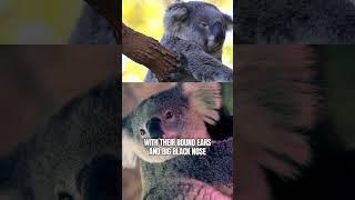 Koala | An Aussie Favorite That People Can’t Get Enough Of #shorts #viral