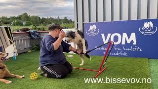 Balancetrsininh with Vega the border collie | Team Bissevov Dogtraining