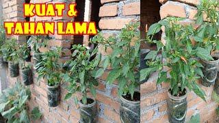 BEGINI CARA AGAR CABE DI BOTOL  BERCABANG BANYAK & BERUMUR PANJANG | HOW TO GROW CHILLIES IN BOTTLE