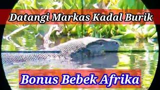 Berburu Biawak Monster‼️Bonus Bebek Afrika #Berburubiawakmonster #berburubiawakterbaru