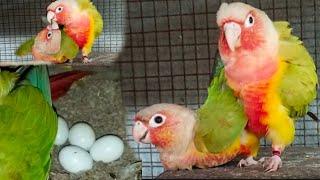 Mating Of Pineapple Conure 🫣 || Rajdip Aviary 