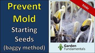 Mold Issues in the Baggy Method for Starting Seeds  What causes mold and How to Deal with it.