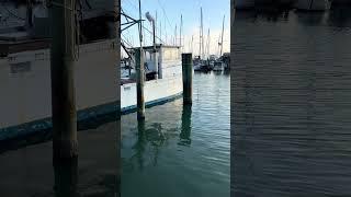 Good morning from Rockport, Texas#Shorts #coastal #boats