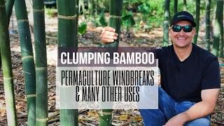 PERMACULTURE WINDBREAKS - Clumping Bamboo: Multiple Uses in the Food Forest