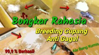 Terbongkar || Tips Sukses Mengawinkan Ikan Cupang Agar Tidak Gagal Breeding