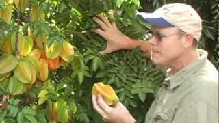 A02 'Arkin' carambola winter fruit crop, Part 2