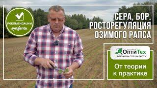 Нюансы росторегуляции озимого рапса. Сера, Бор: когда и в каком количестве.