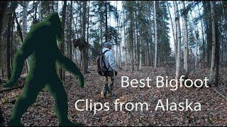 Best Bigfoot clips from Alaska, Last 8 years