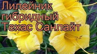 Лилейник гибридный Техас Санлайт (hemerocallis)  обзор: как сажать, рассада лилейника Техас Санлайт