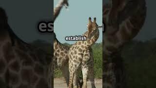 Neck and Neck Giraffe Play and Sparring #animalsvideo #animallife #adorableanimals #animals #facts