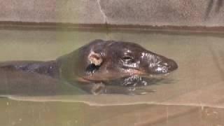 Pygmy Hippo