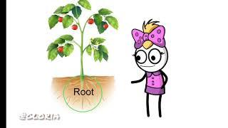 Parts of a plant ||part-1||Root, Shoot ||