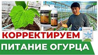 ПИТАНИЕ ОГУРЦА В ТЕПЛИЦЕ! #теплица #агробизнес #огурцы #удобрения #агроном #бизнес
