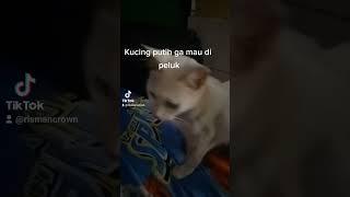 Kucing putih ga mau di peluk