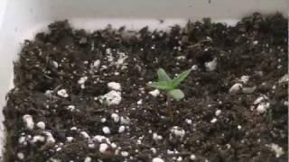 Medical Marijuana  grow day 4 week 1 (what grow420guide is about)