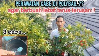 dengan 3 cara initanaman cabe berbuah banyak terus menerus.#cabe #petanicabe