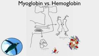 Getting Oxygen:  Myoglobin vs. Hemoglobin