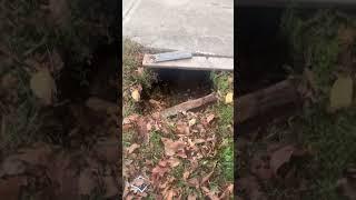 That’s a hole! #kcreeltv  #kcreeltvnews #kcreel #kcreels #fyp #viral #sinkhole #bones #wtf