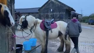 CnG Equine Bubbles