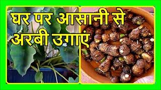 How To Grow Taro In Pot From Grocery Store | Growing Arbi at Home (Hindi)