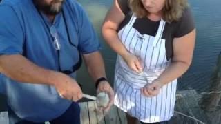 Clamming - how to shuck clams