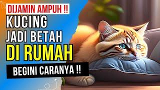 Tips Ampuh‼️ Cara Supaya Kucing Betah Di Rumah - Rahasia, Cara Membuat Kucing Liar Betah Di Rumah