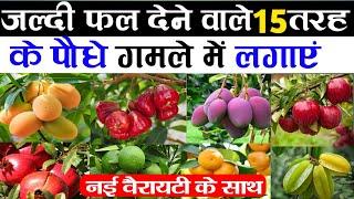 जल्दी फल देने वाले 15 तरह के पौधे गमले में लगाएं‌ | Fast Growing Fruit Trees In India | Fruit Plants