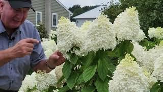 Complete Guide To Enjoying Panicle Hydrangeas // Hardy, EASY To GROW & Incredibly BEAUTIFUL 