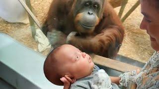 The Orangutan asks to look at the baby ️ Funniest Animal Videos
