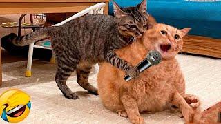 Funny Dogs And Cats Videos 2024  - Best Funniest Animal Videos Of The week #1559