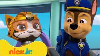 PAW Patrol | PAW Patrols beste Cat Pack-reddingen en -avonturen! | Nick Jr. Nederlands