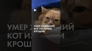 Похудевший кот Крошик умер