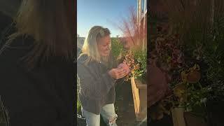 Step one: grow pink pumpkins #fallflowers #fallaesthetic #fallgarden