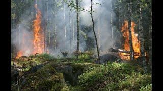 Nel 2021 il pianeta è andato in fiamme a causa dei violenti incendi