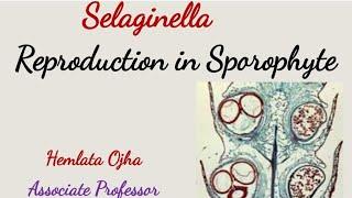 Selaginella - Reproduction in Sporophyte