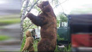 Гигантский медведь убийца «навестил» жителей камчатского села