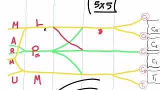 Brachial plexus from scratch (step by step, draw it yourself)