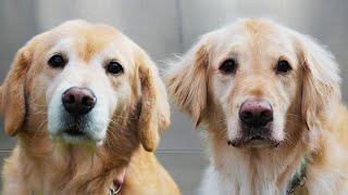 Oh the glamorous life of a pet groomer | Two beautiful Golden Retrievers 