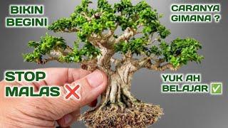 KOMPLIT ‼️ CARA BIKIN BONSAI MAME DARI BAHAN FAVORIT #sancang #bonsaitree #bonsai #bonsaisancang