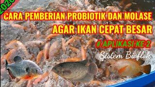 APLIKASI KE 2, PEMBERIAN PROBIOTIK DAN MOLASE PADA KOLAM SISTEM BIOFLOK